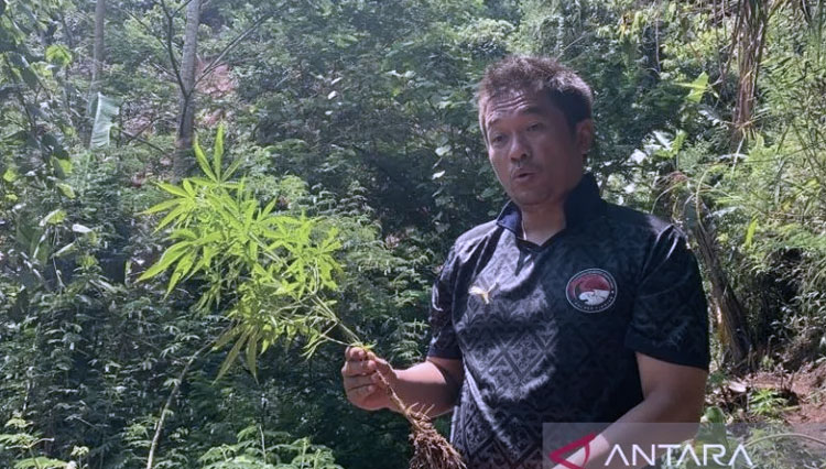 Polisi Temukan Ladang Ganja Siap Panen di Gunung Karuhun Cianjur
