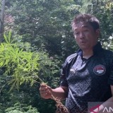 Polisi Temukan Ladang Ganja Siap Panen di Gunung Karuhun Cianjur