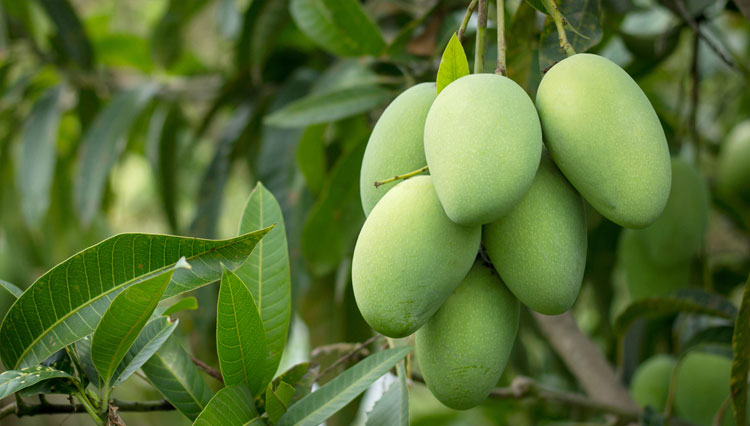 Faktor Hujan Pengaruhi Panen Mangga Majalengka