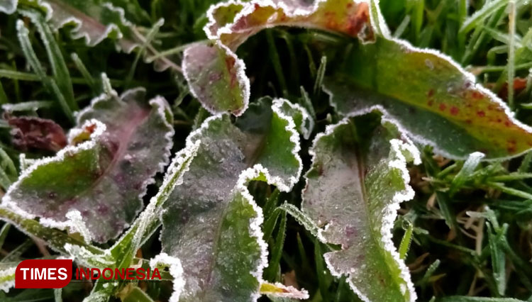 Frost atau embun es mulai muncul di Dieng Banjarnegara. (FOTO: @Dhimas For TIMES Indonesia)