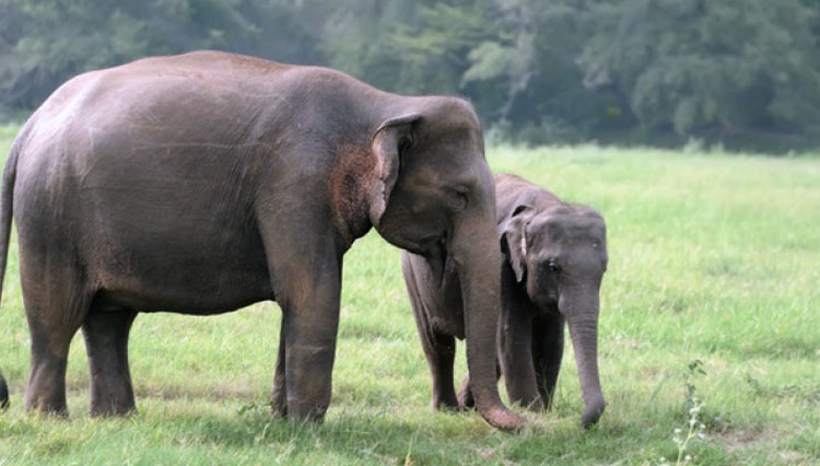 binatang gajah. (Foto: popmama.com)