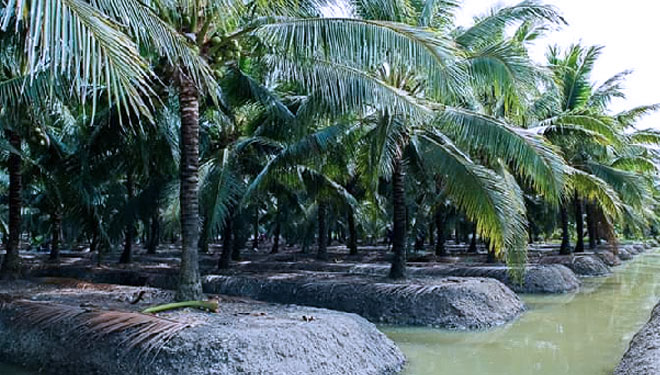 Ilustrasi - Perkebunan kelapa (foto: ARC Indonesia)