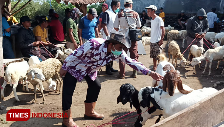 Pedagang kambing dan domba di pasar hewan Kecamatan Besuk, Kabupaten Probolinggo.(Foto: Dicko W/TIMES Indonesia)