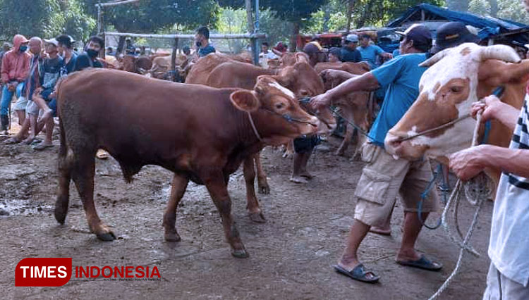 Kegiatan di Pasar Hewan Tertek, Kecamatan Pare, Kabupaten Kediri. Para penjual hewan ternak diminta segera mengurus SKKH. (FOTO: Yobby/ TIMES Indonesia) 