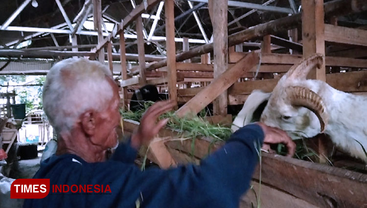 Melihat Kampung Domba di Jatitujuh Majalengka, Jumlah Orang dan Domba Cuma Beda Puluhan