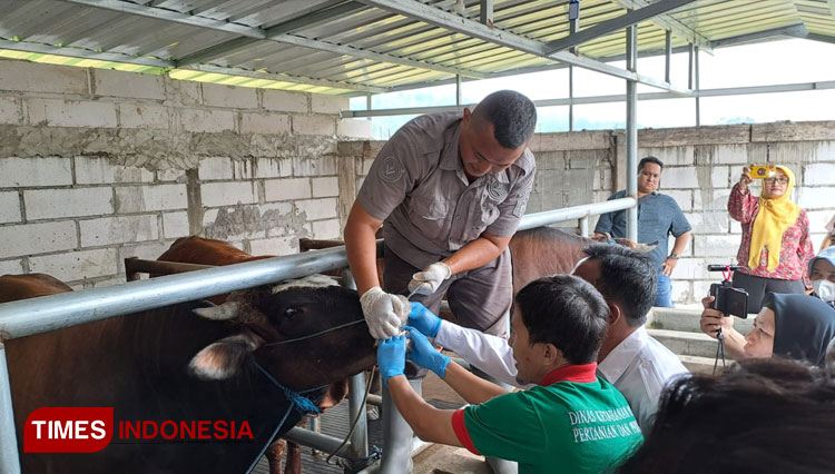 DKP3 Majalengka melakukan pemeriksaan terhadap ternak sapi. (FOTO: Herik Diana/TIMES Indonesia)