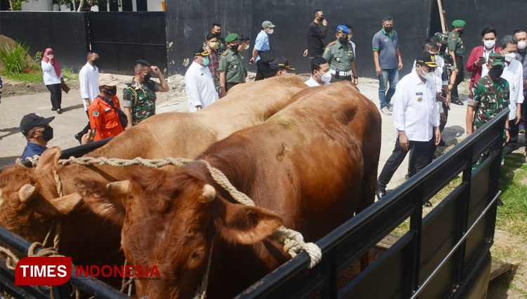 Sejumlah sapi di RPH Kota Malang saat dicek oleh Pangdam/V Brawijaya bersama Wakil Wali Kota Malang, Rabu (6/7/2022). (Foto: Adhitya Hendra/TIMES Indonesia)