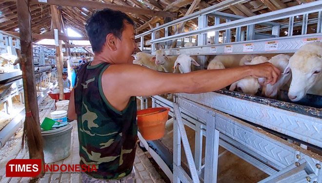 kandang-kambing-b.jpg