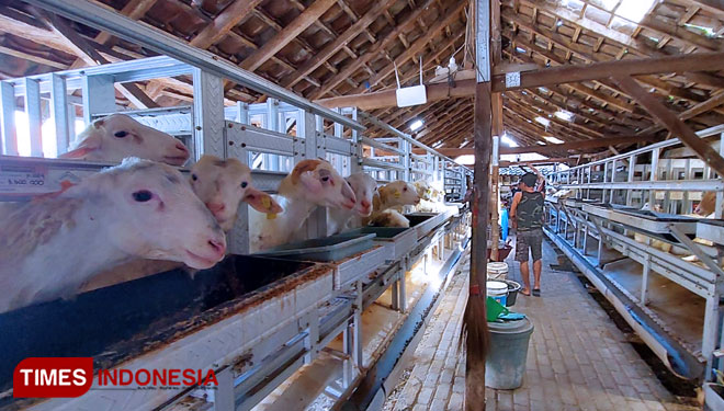 Kandang Kambing di Probolinggo Ini Mirip Supermarket, akan Disulap Jadi Wisata Edukasi