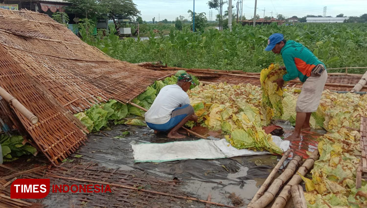 Kabar Baik, Ribuan Buruh Tani Tembakau di Probolinggo Bakal Terima Bantuan