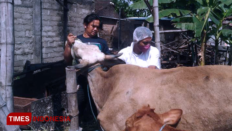 Lebih dari 50 Persen Sapi Terjangkit PMK di Kota Kediri Dinyatakan Sembuh