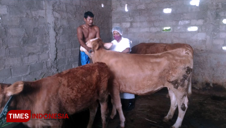 Tahap 1 Rampung, DKPP Kota Kediri Menanti Kuota Vaksin PMK Selanjutnya