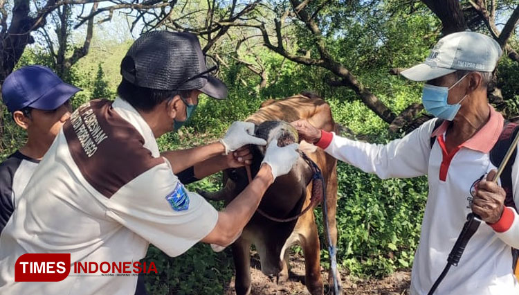 Petugas sedang melakukan pemeriksaan pada salah satu hewan ternak warga. (Foto: Disperta/TIMES Indonesia)
