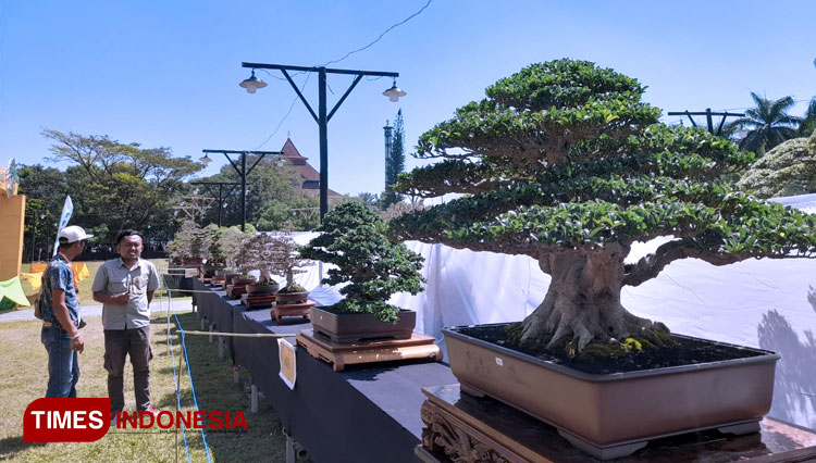 Indahnya Pameran Bonsai di Bondowoso, Ada 278 Bonsai Ikut Serta