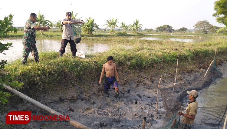 Proses panen udang vaname di lahan sawah Mina Padi. (Foto: Akmal/TIMES Indonesia)