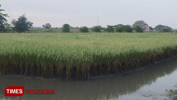 Sawah.jpg