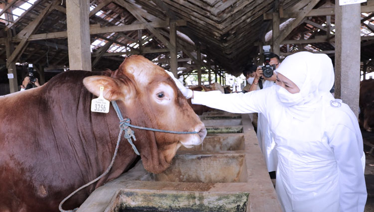 Gubernur Khofifah pantau PMK. (foto: Humas Pemprov Jatim)