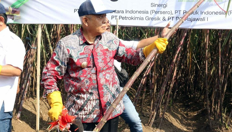Bupati Malang Sanusi ketika melihat tebu hasil Demplot Program Makmur. (Foto: Prokopim Kabupaten Malang).
