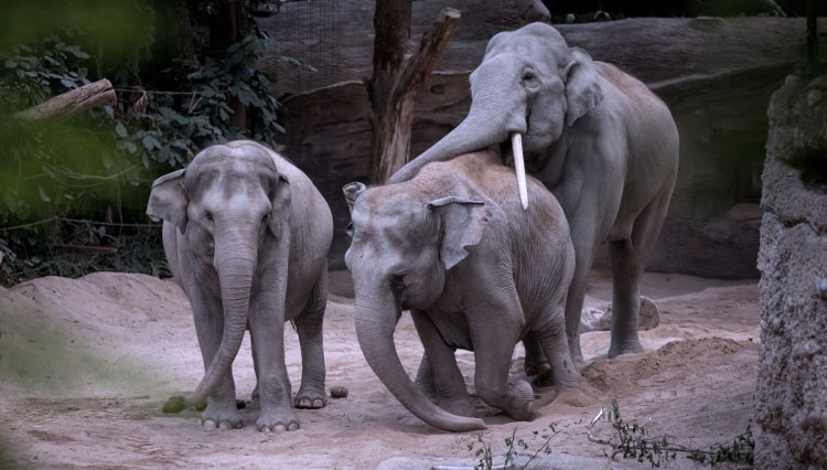 Herpes Juga Menyerang Gajah, Tiga Ekor Mati di Swiss