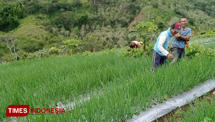 Ilustrasi pertanian sawah. (Foto: Asnadi/Times Indonesia)