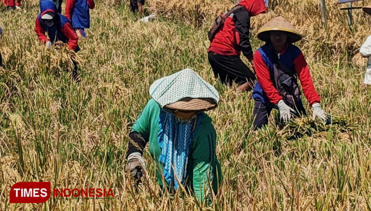 Petani saat memanen padi di lahannya. (Foto: Miftakul/TIMES Indonesia)