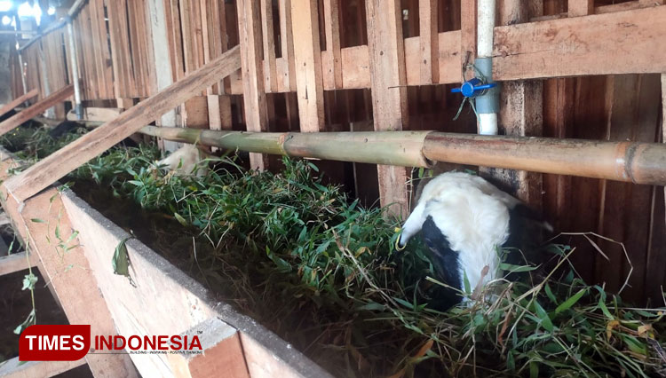 Kelompok Agribisnis Assalam Datangkan Dorper Australia ke Kota Tasikmalaya