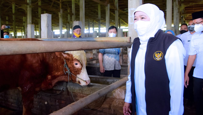 Gubernur Jawa Timur memantau hewan ternak sebelum divaksin. (foto: Kominfo Jatim)
