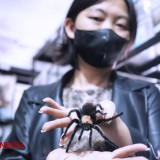 The Ming Cu, Bos Spider Lover Petshop yang Akrab Sama Tarantula