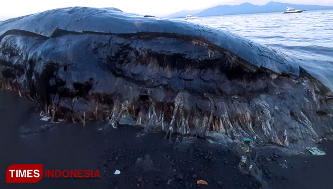 Kondisi terkini bangkai paus yang terdampar di Dermaga Cinta Banyuwangi. (Foto: Fazar Dimas/TIMES Indonesia)