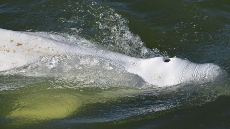 Paus-beluga-2.jpg