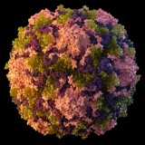 Satu Dekade Hilang, Virus Polio Kini Terdeteksi di  Kota New York AS