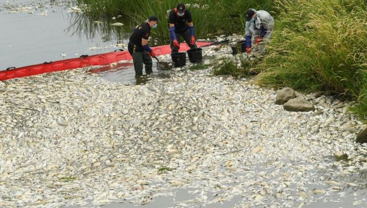 Berton-ton Ikan Sungai Oder yang Melintasi Jerman-Polandia Mati, Diduga Keracunan