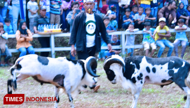 Seni kontes ketangkasan Domba menjadi daya tarik wisatawan untuk datang ke Kota Banjar (foto: Susi/TIMES Indonesia)