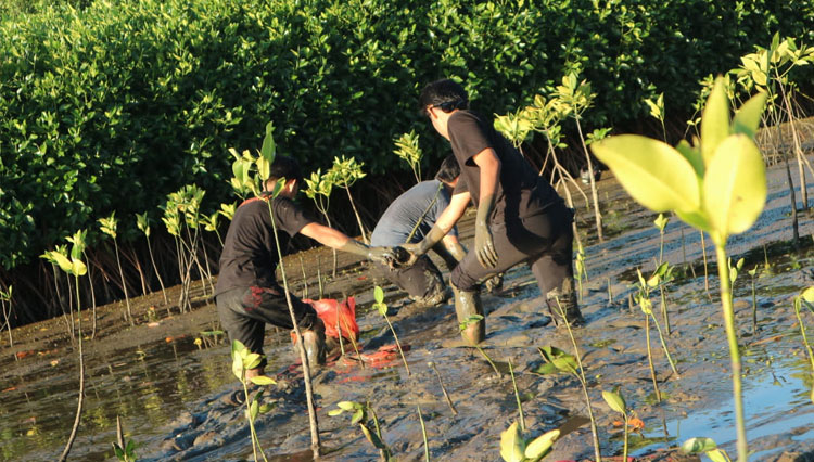 Anggota PPI Dunia melakukan penanaman pohon mangrove di Maros, Seulawesi Selatan. (Foto: PPI Dunia)