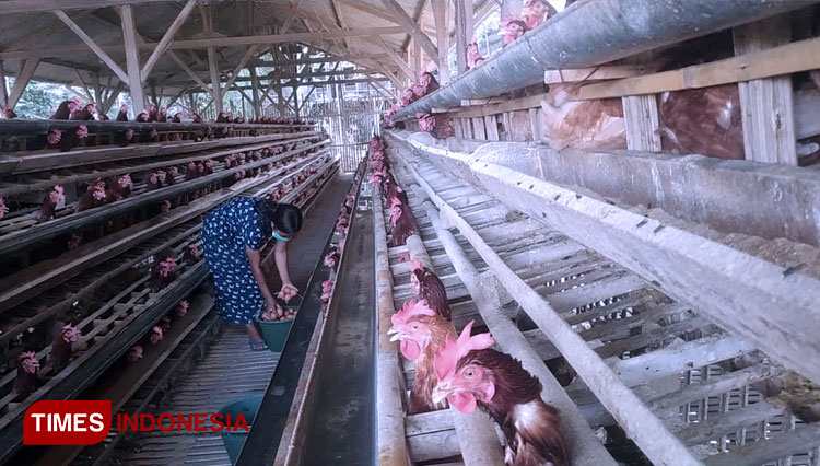 Harga Pakan Ayam Naik, Peternak Ayam Petelur di Kota Malang Kelimpungan