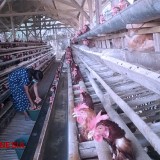 Harga Pakan Ayam Naik, Peternak Ayam Petelur di Kota Malang Kelimpungan
