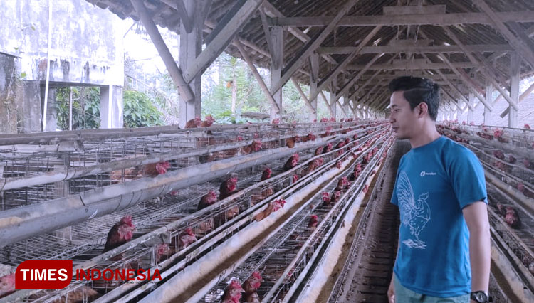 Pemilik usaha peternakan ayam petelur, Adi Nugroho saat menunjukkan populasi ayamnya di lokasi peternakan miliknya. (Foto: Hendro S.B/TIMES Indonesia)