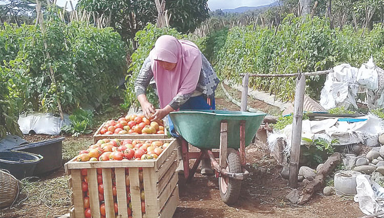 Petani tomat di Kota Pagaralam. (Foto: Asnadi/TIMES Indonesia)