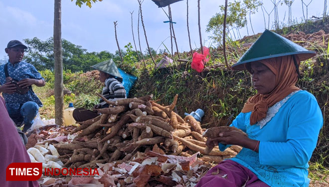 Petani-Ubi-Kayu-b.jpg