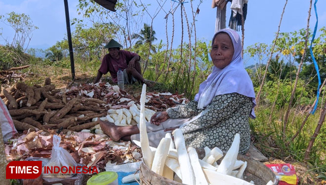Andalkan Hasil Panen Singkong, Petani di Pacitan Tak Khawatir Krisis Pangan
