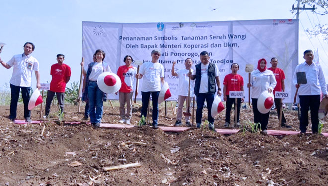 Desa Pulung di Ponorogo, Daerah Menjanjikan untuk Pengembangan Tanaman Serai Wangi