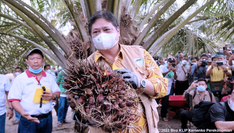 Menko Perekonomian Airlangga Hartarto memetik kelapa sawit - (FOTO: dok Kemenko Perekonomian)