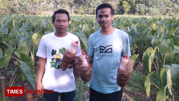 memasak-talas-2.jpg