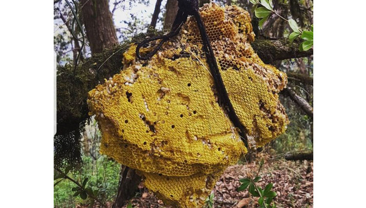 Mad Honey, Madu yang Sekilonya Bisa Menghancurkan Gaji Sebulan