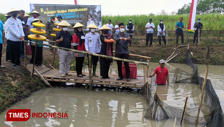 Proses panen tambak milik warga di Desa Ngingasrembyong, Kecamatan sooko, Kabupaten Mojokerto bersama Bupati Mojokerto, Ikfina Fahmawati, Rabu (31/8/2022). (Foto: Dok. Kominfokab Mojokerto for TIMES Indonesia)