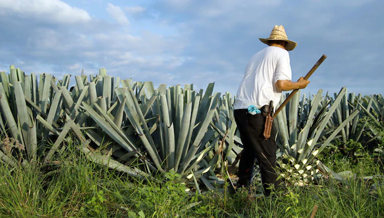 Kenalan dengan Agave dan Peran Pentingnya di Industri Minuman