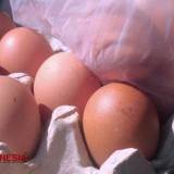 Kenaikan Harga Telur Tak Buat Peternak di Kediri Banjir Untung