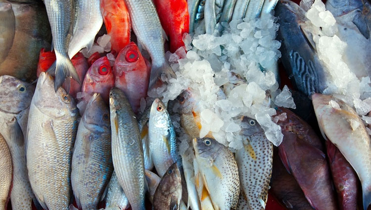 Stok Ikan Global Menurun Imbas Perubahan Iklim yang Ekstrem