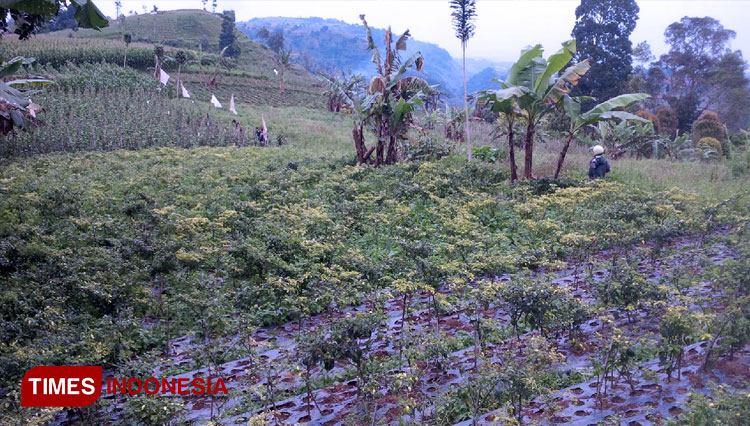 Lahan pertanian di Kabupaten Majalengka. (FOTO: Herik Diana/TIMES Indonesia)Komoditi cabai Majalengka. (FOTO: Herik Diana/TIMES Indonesia)