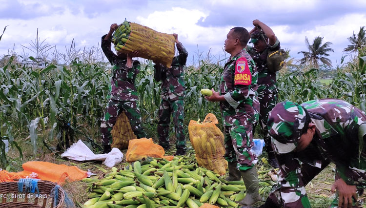 panen-jagung-manis-bersama-petani-2.jpg